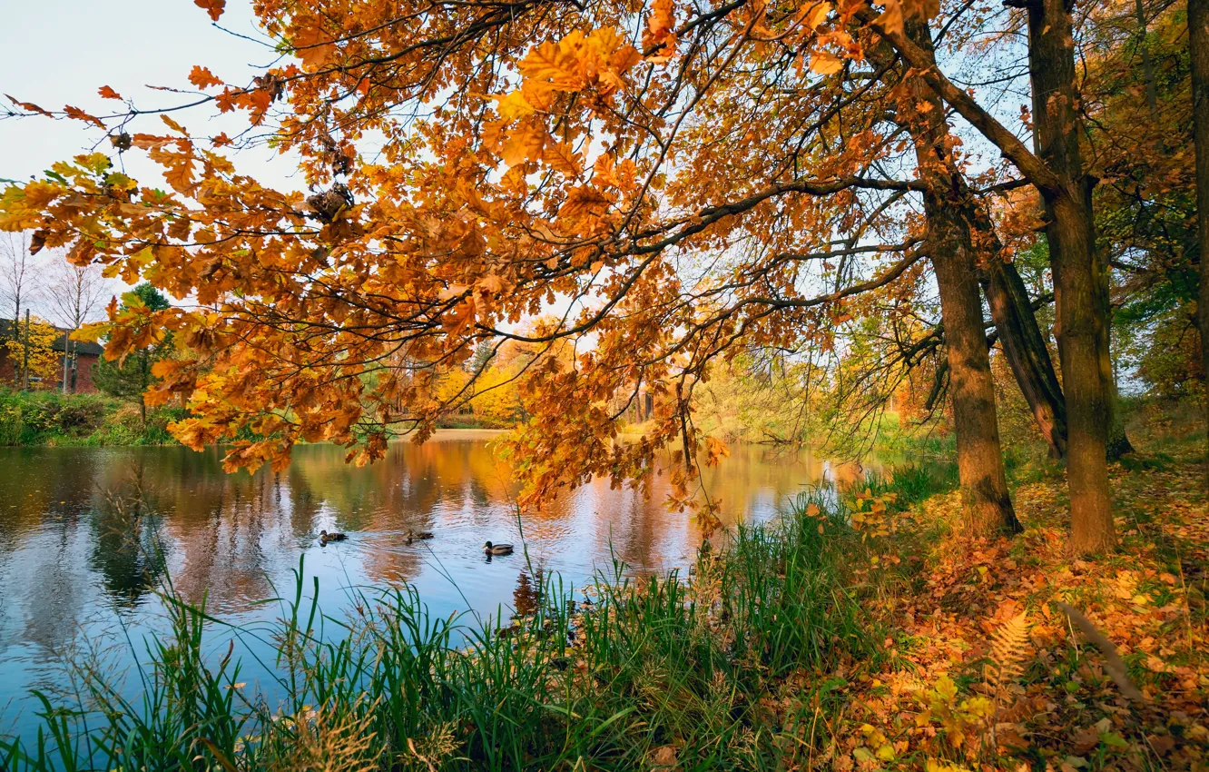 Photo wallpaper autumn, leaves, trees, pond, Park, colorful, nature, park