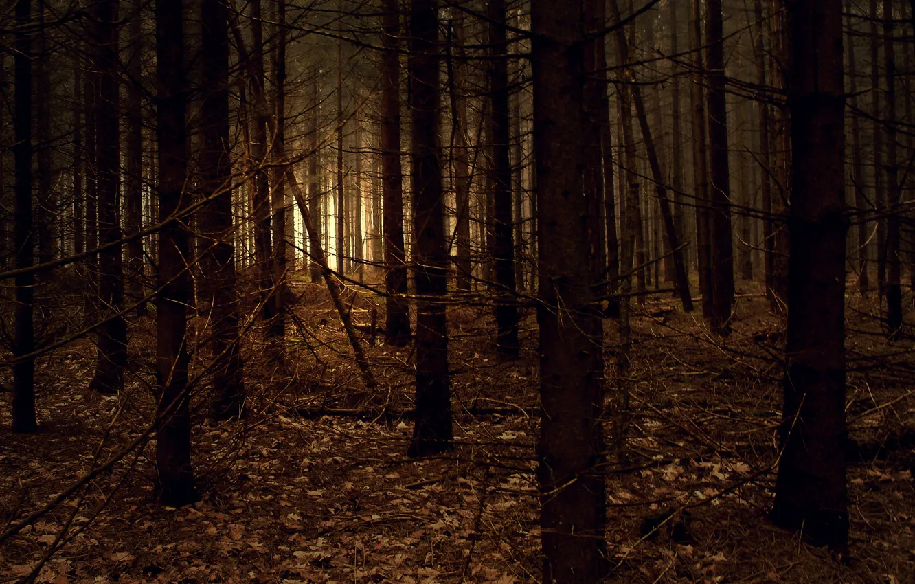 Photo wallpaper forest, light, branches, nature, the darkness