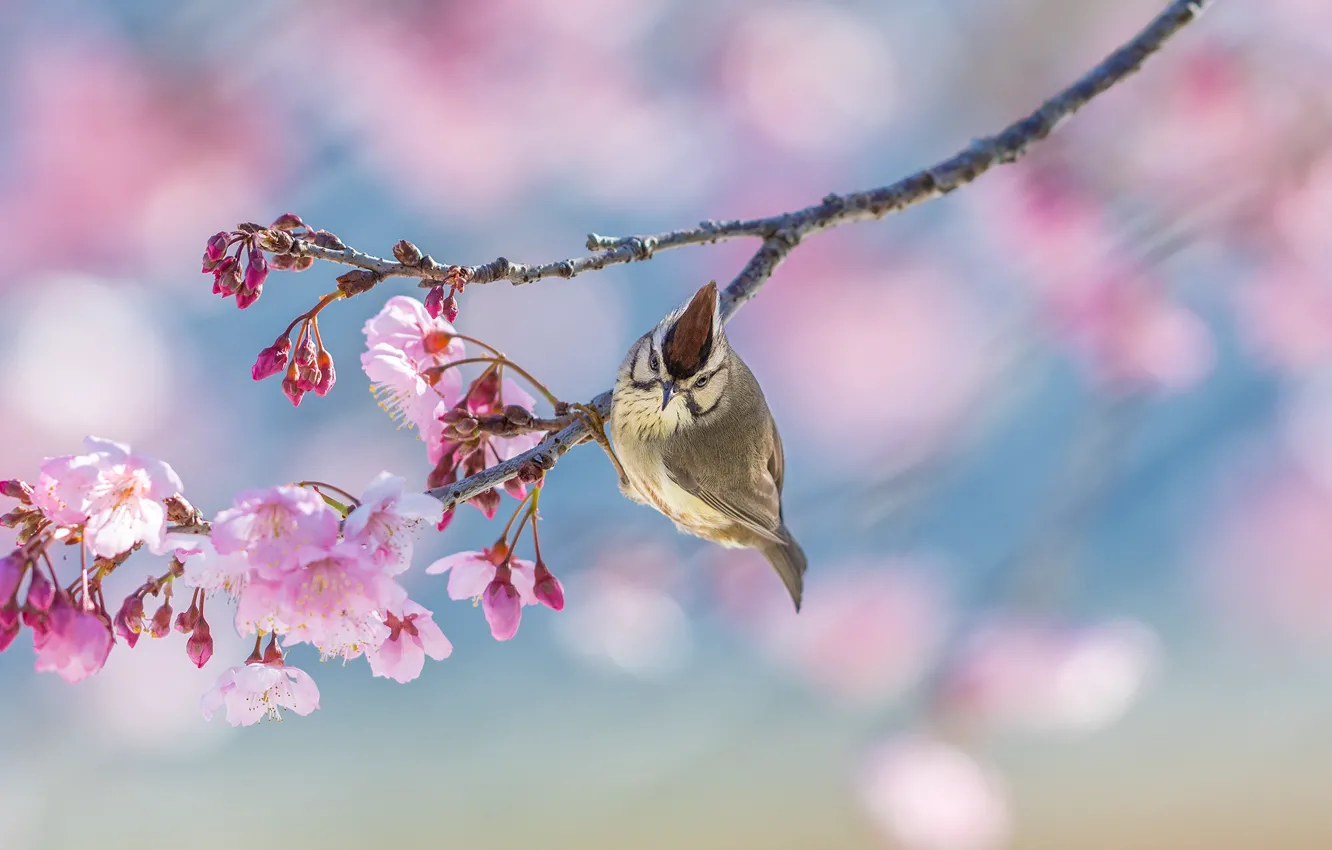 Photo wallpaper flowers, branches, nature, bird, spring, flowering, bokeh, belogolova whine
