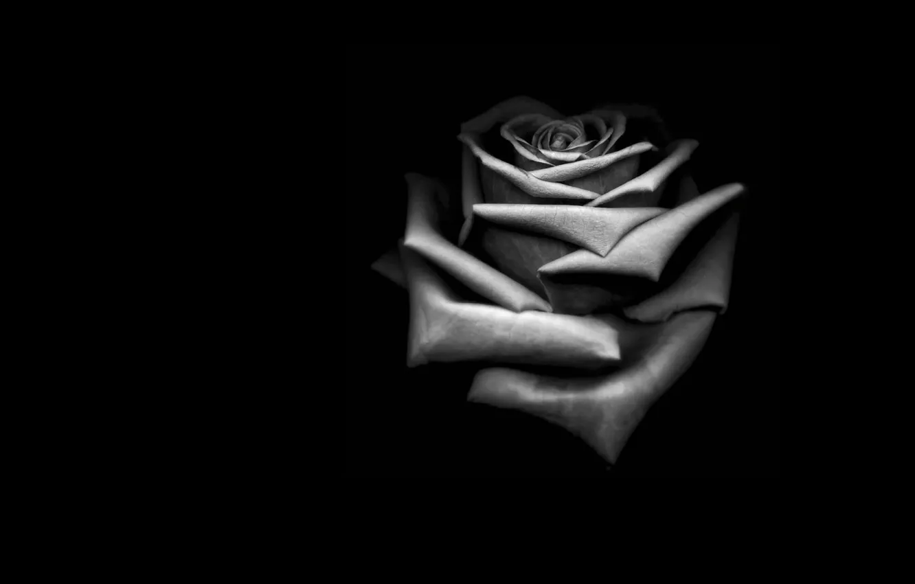 Photo wallpaper black, one, roses