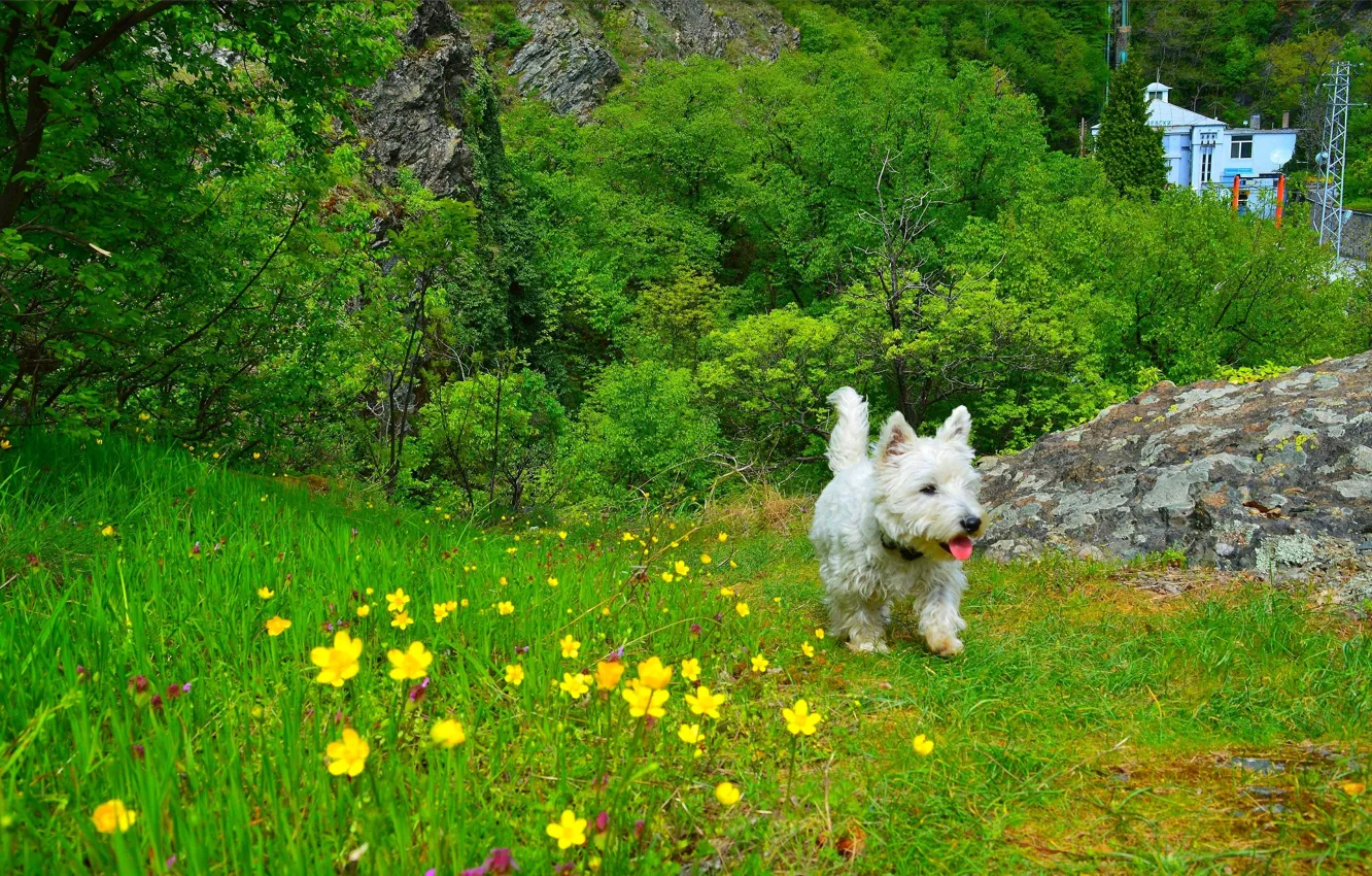 Photo wallpaper grass, nature, grass, flowers, dog, trees, nature, dog