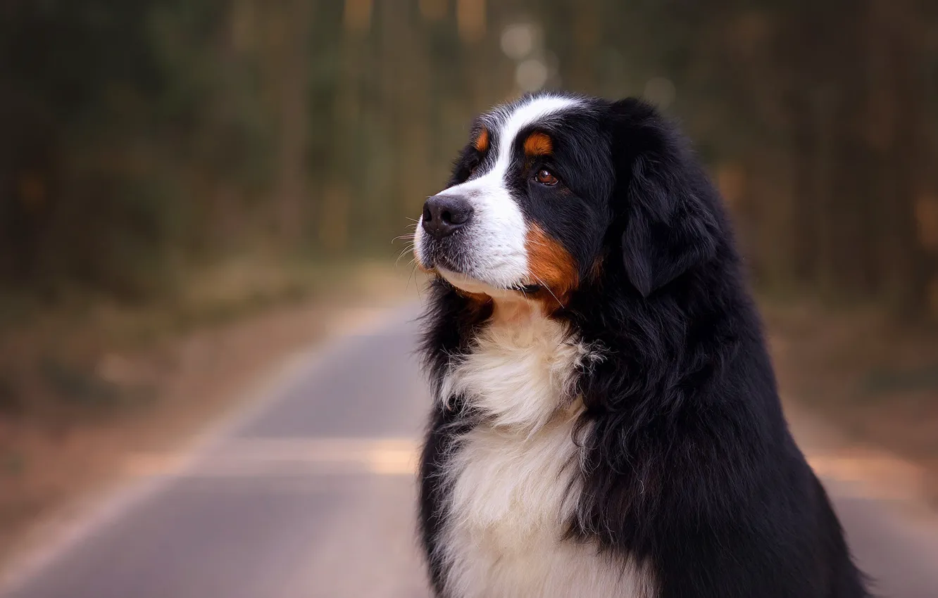 Photo wallpaper portrait, dog, Bernese mountain dog