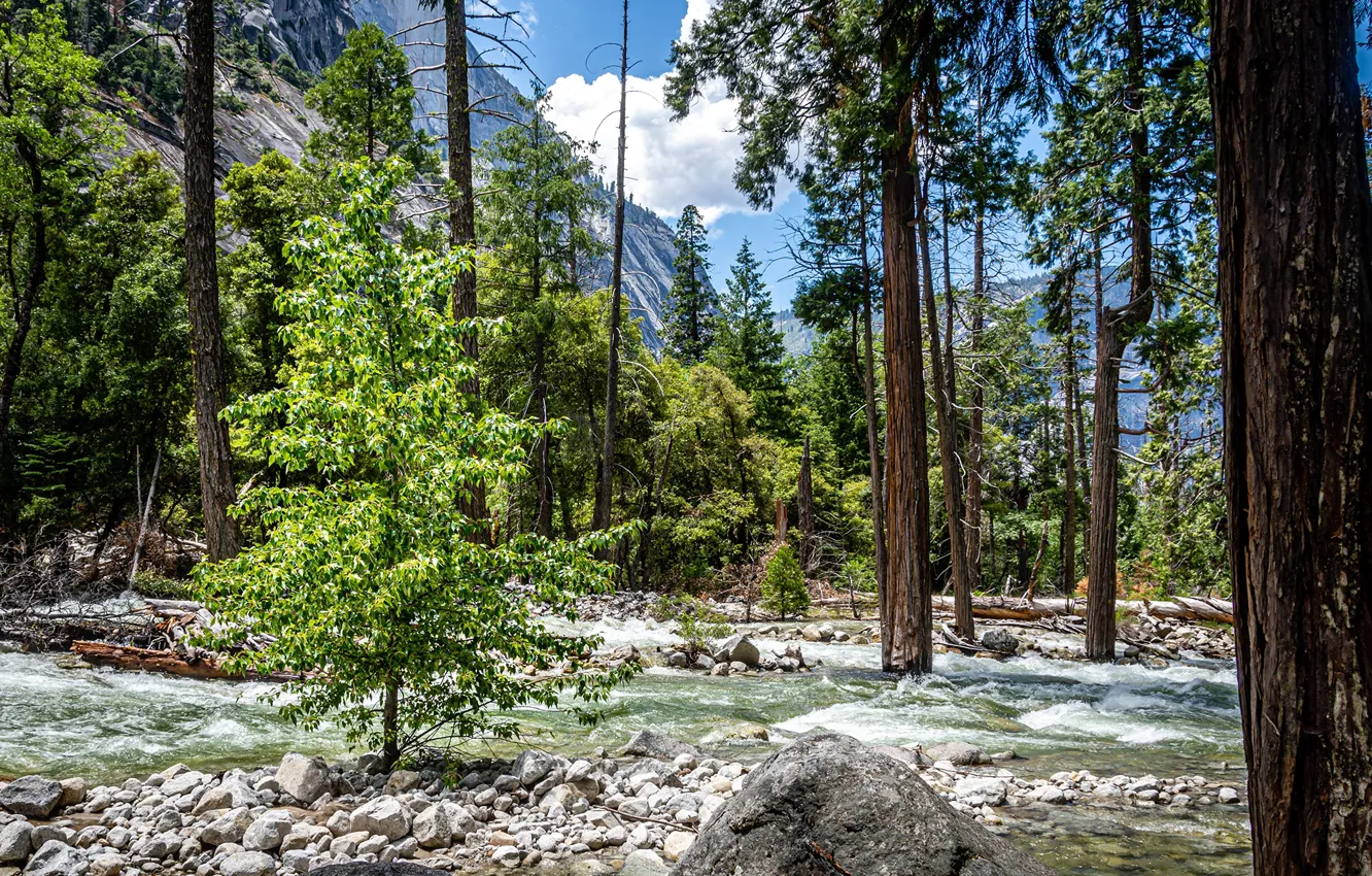 Photo wallpaper forest, the sky, the sun, clouds, trees, mountains, stream, stones