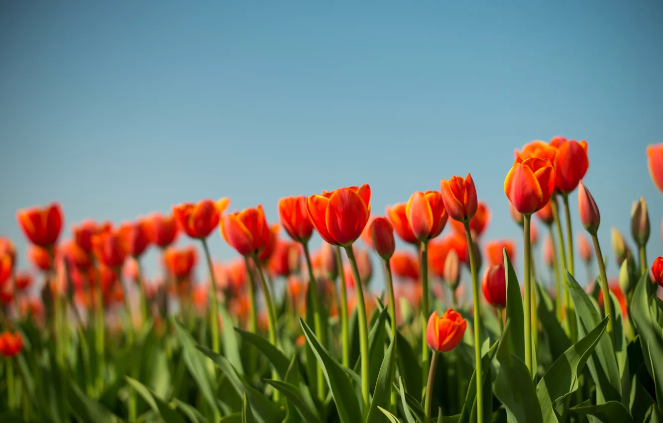 Photo wallpaper field, spring, meadow, tulips, Netherlands