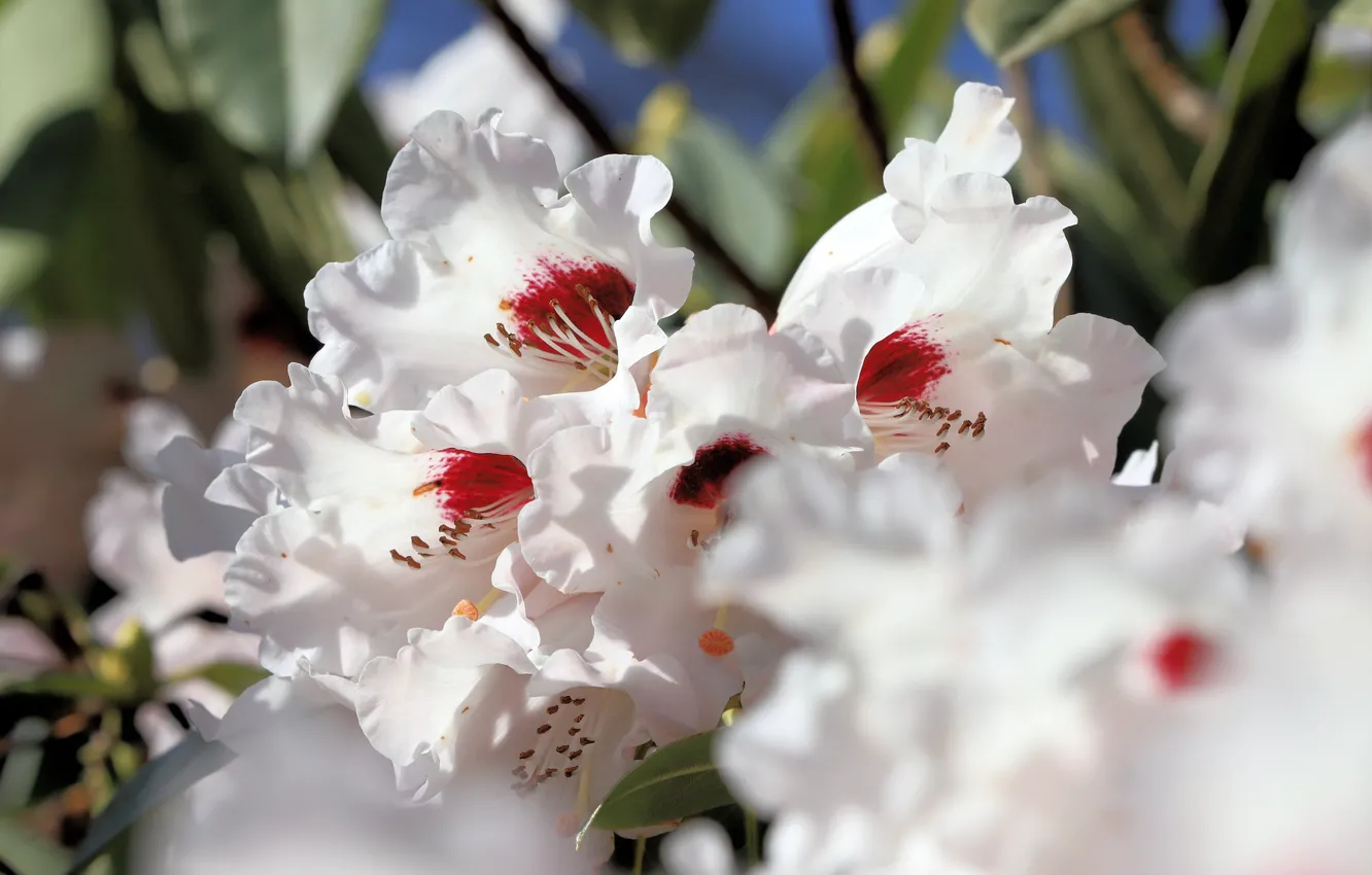 Photo wallpaper macro, light, flowers, branches, blur, spring, white, flowering