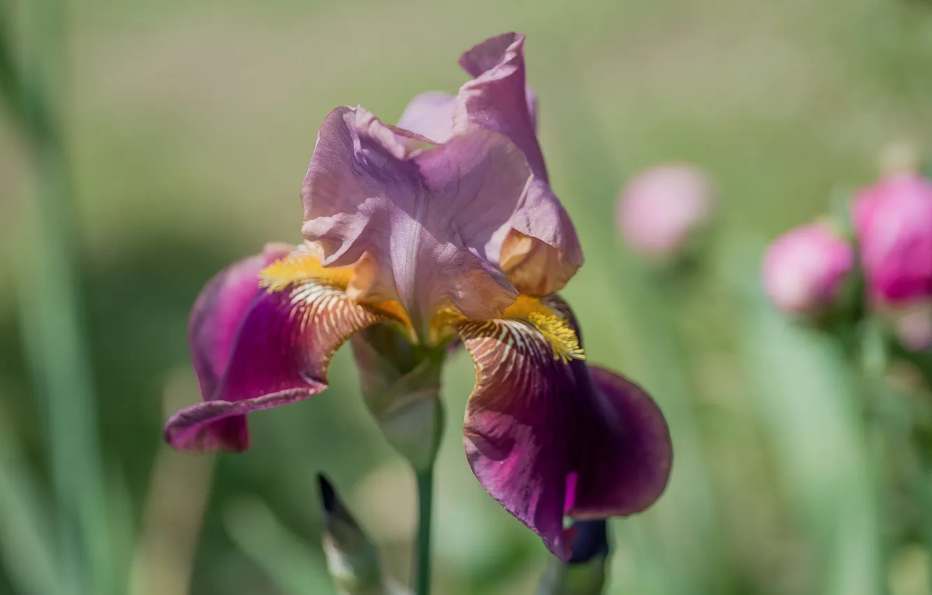 Photo wallpaper summer, flowers, nature, iris