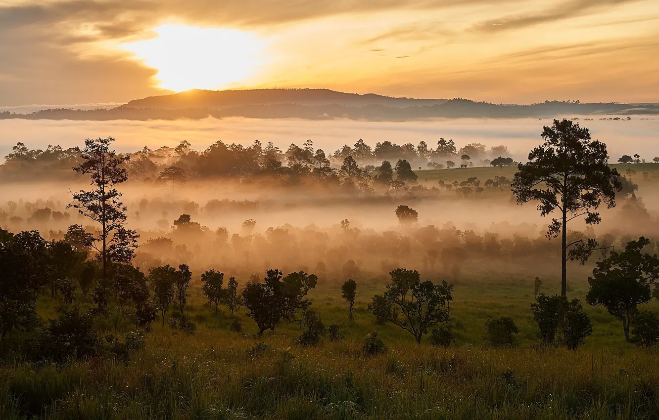 Photo wallpaper the sun, trees, fog, morning
