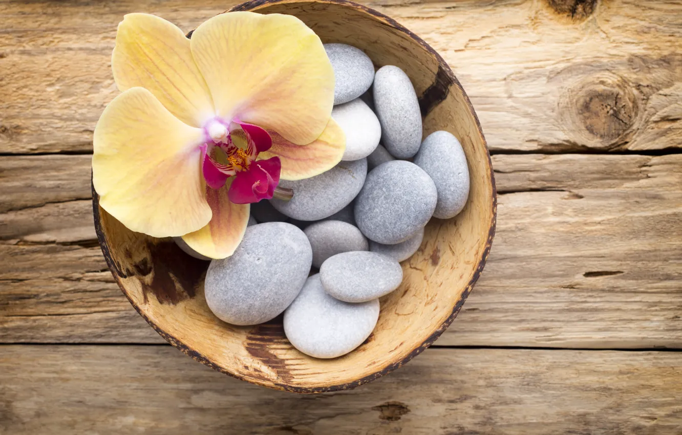 Photo wallpaper stones, flower, yellow, wood, Orchid, orchid