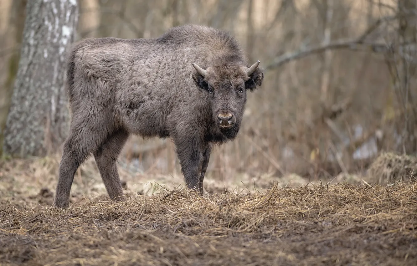Photo wallpaper forest, nature, Bison