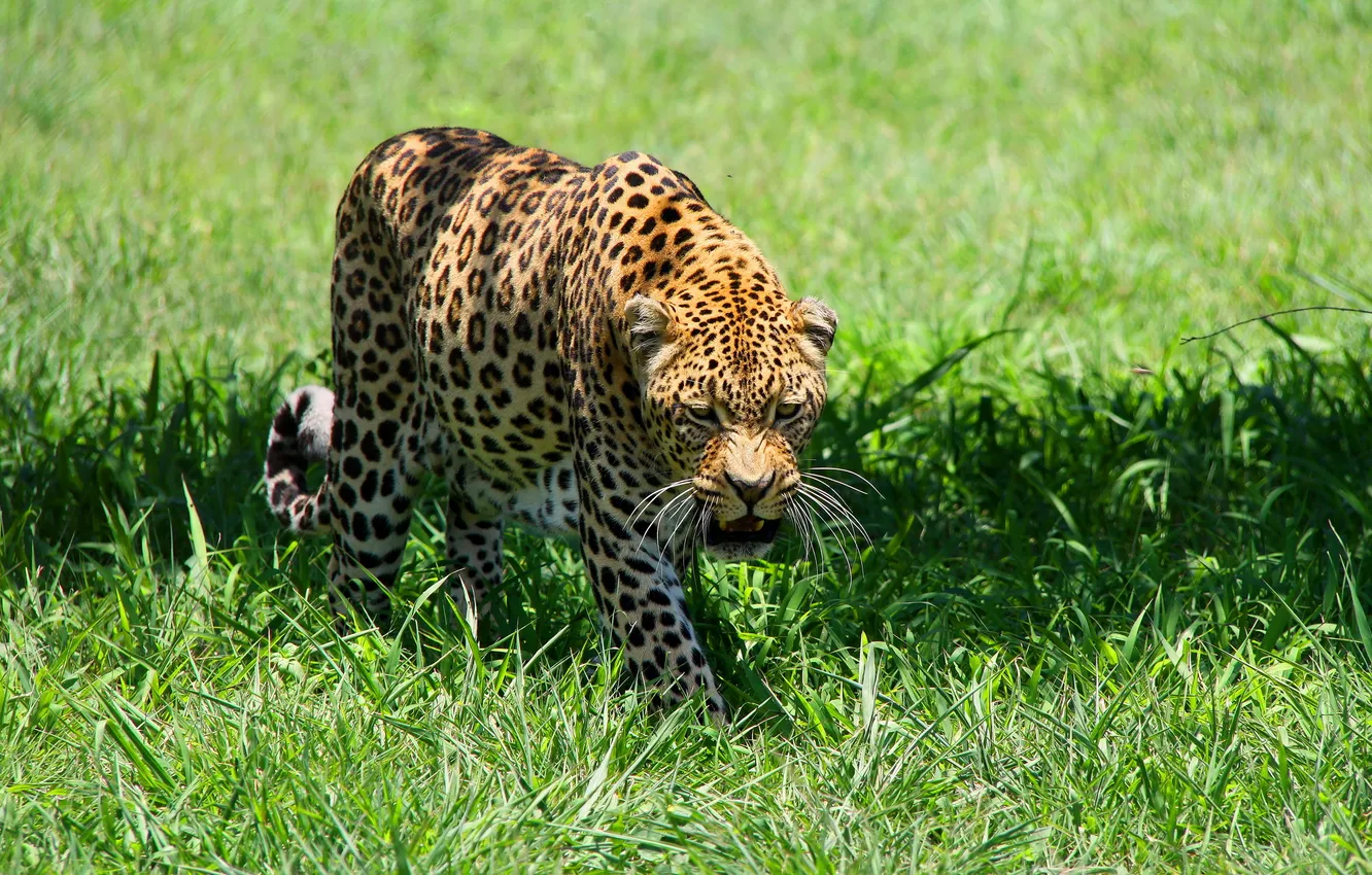 Photo wallpaper predator, meadow, leopard, leopard, spotted cat