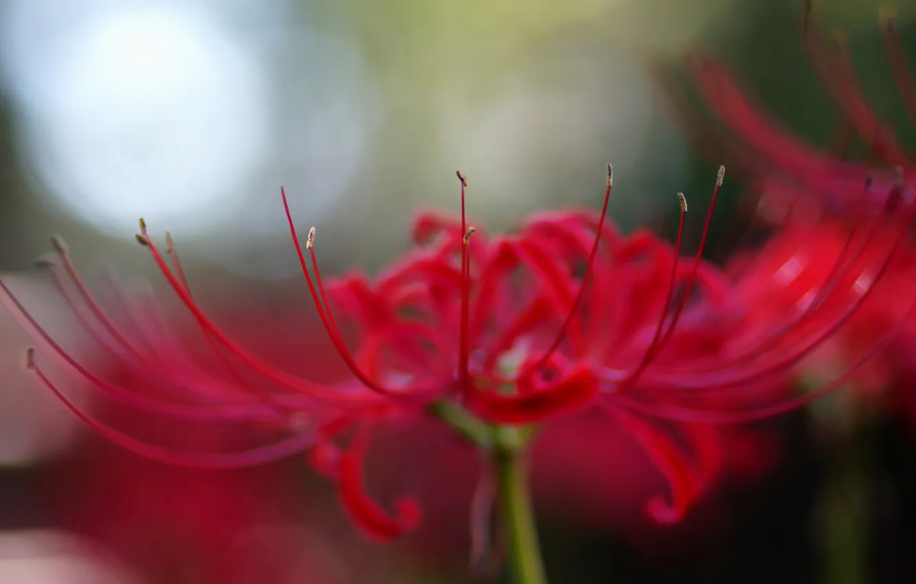 Photo wallpaper macro, flowers, red, petals, radiata, Lycoris