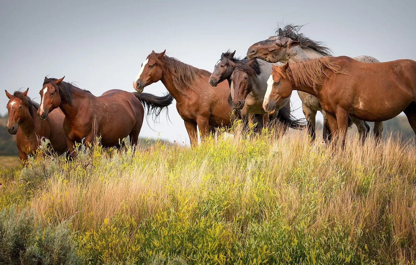 Photo wallpaper field, grass, Wild horses