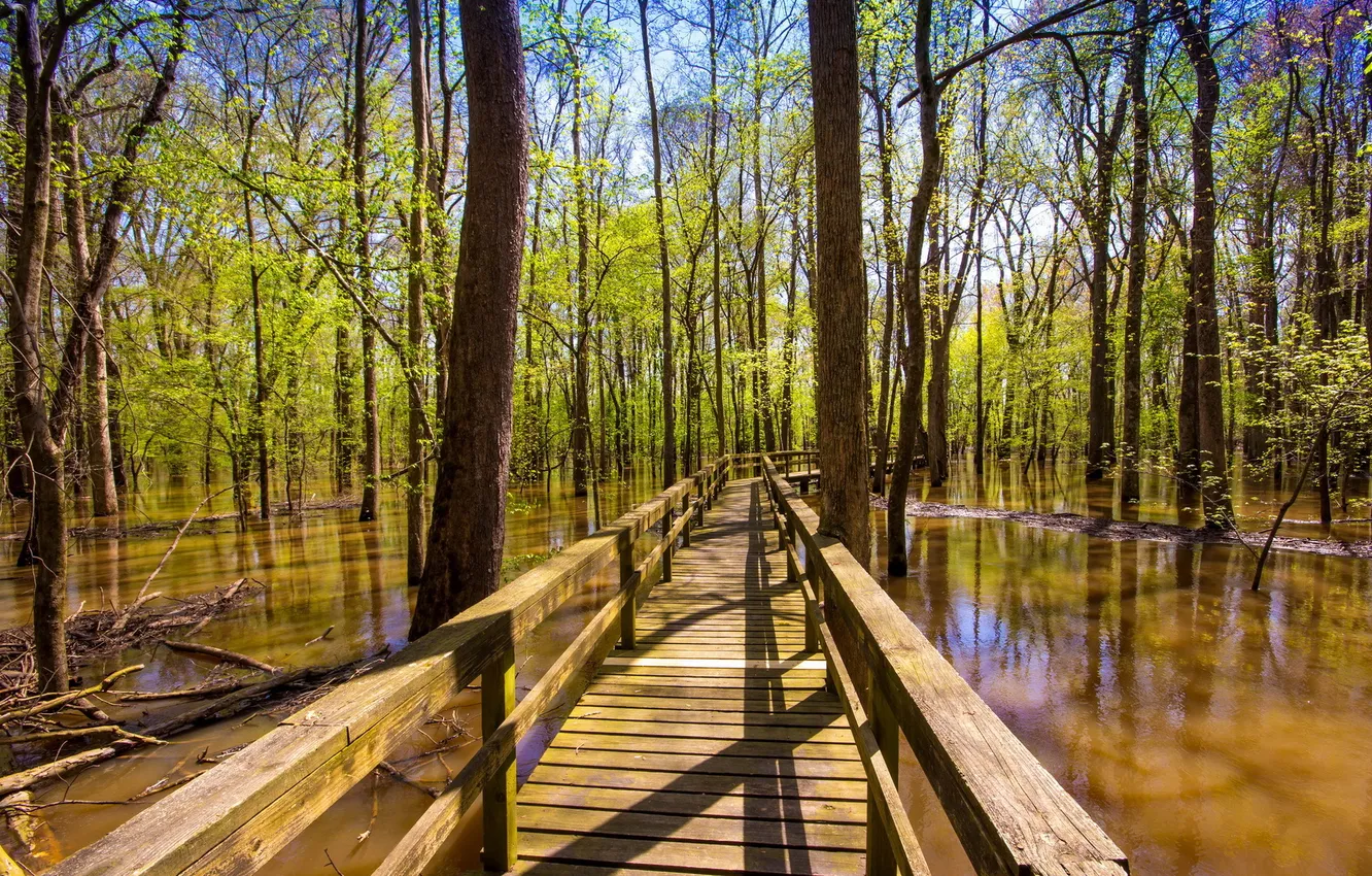 Photo wallpaper forest, water, landscape, bridge, United States, Tennessee, Pinson