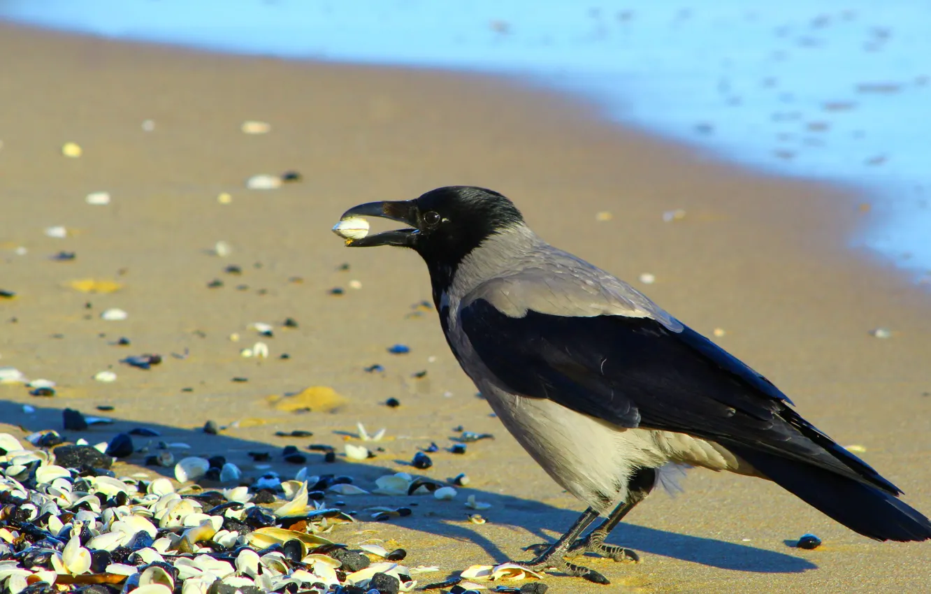 Photo wallpaper beach, bird, Row