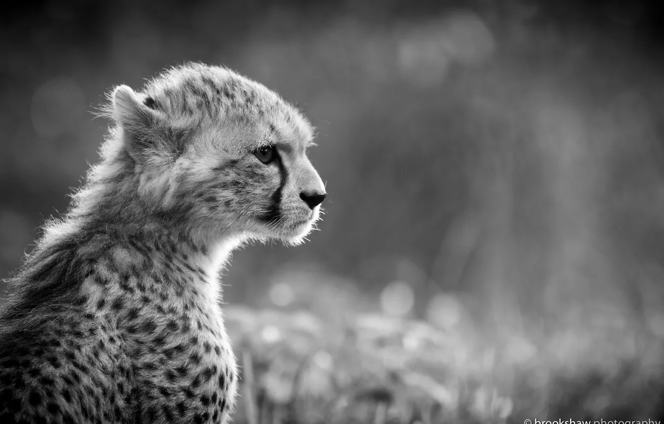 Photo wallpaper face, predator, Cheetah, profile, black and white, wild cat, young