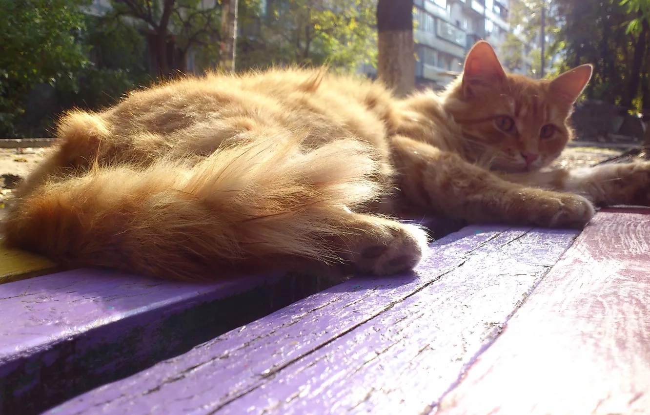 Photo wallpaper cat, Cat, shop, yard, the sun's rays, sunlight