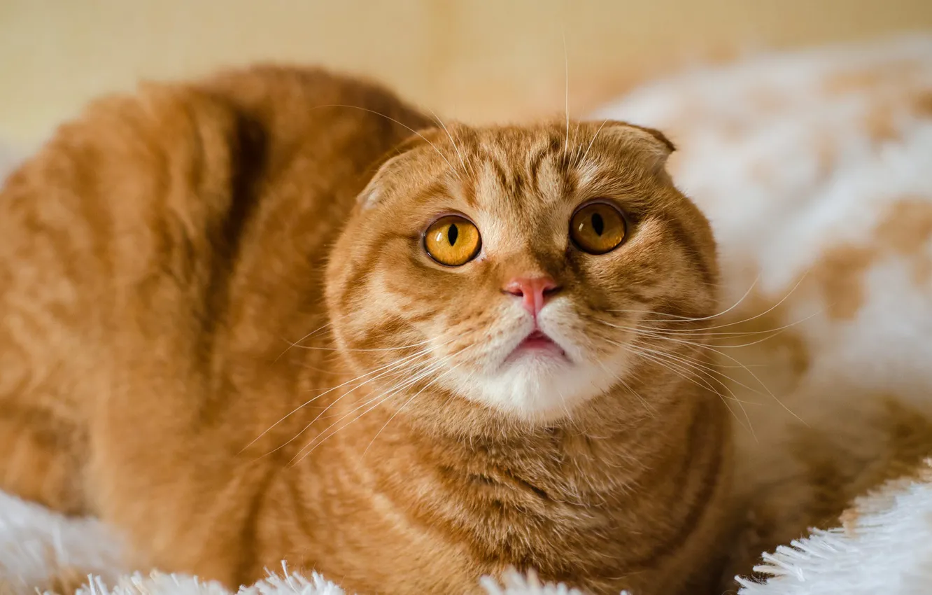 Photo wallpaper cat, cat, look, face, background, portrait, fold, blanket