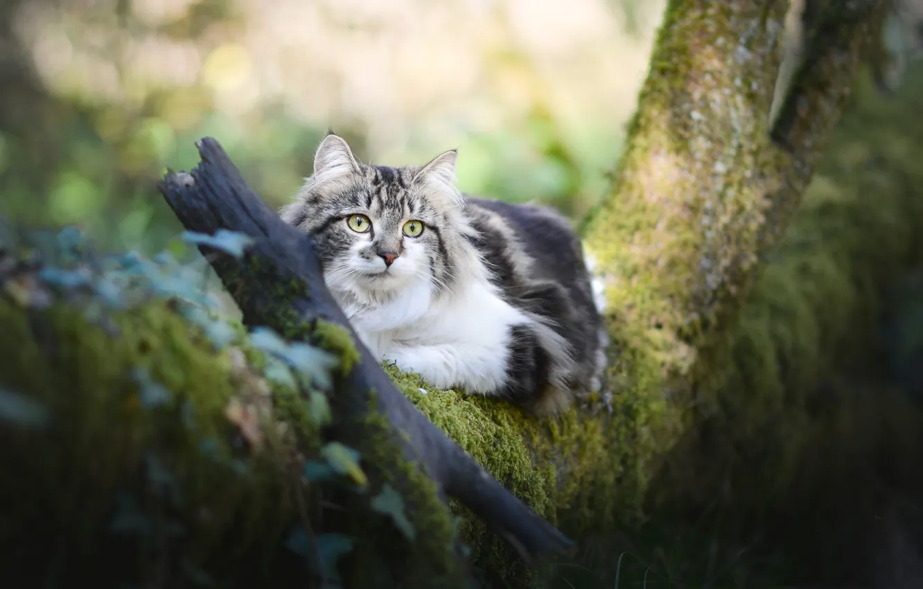 Photo wallpaper cat, look, tree, fluffy