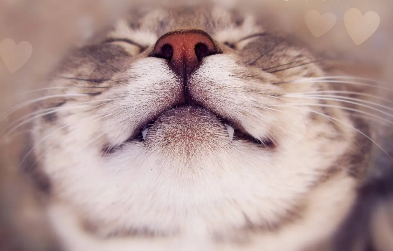 Photo wallpaper cat, cat, mustache, face, smile, nose, face, antennae