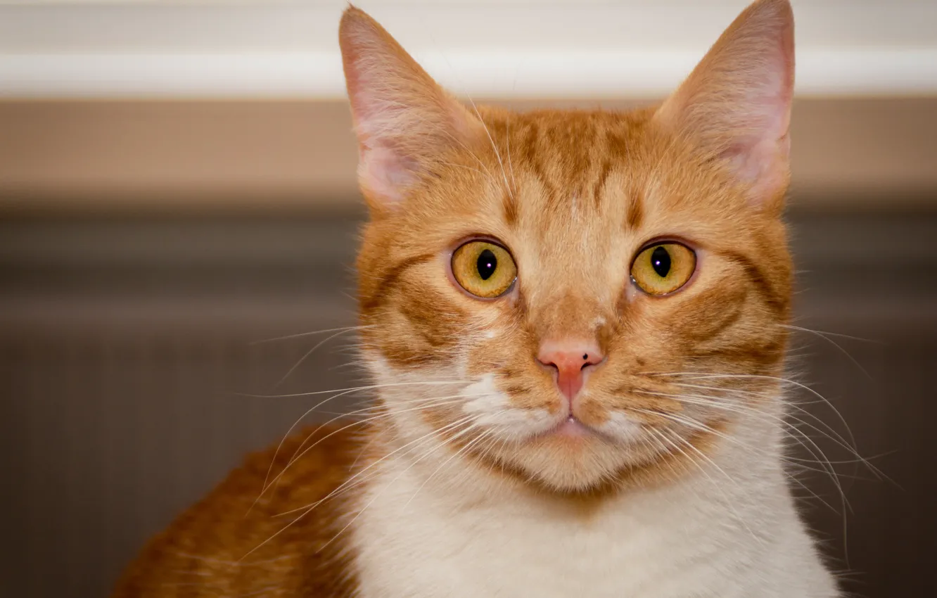 Photo wallpaper cat, eyes, cat, look, face, yellow, background, portrait