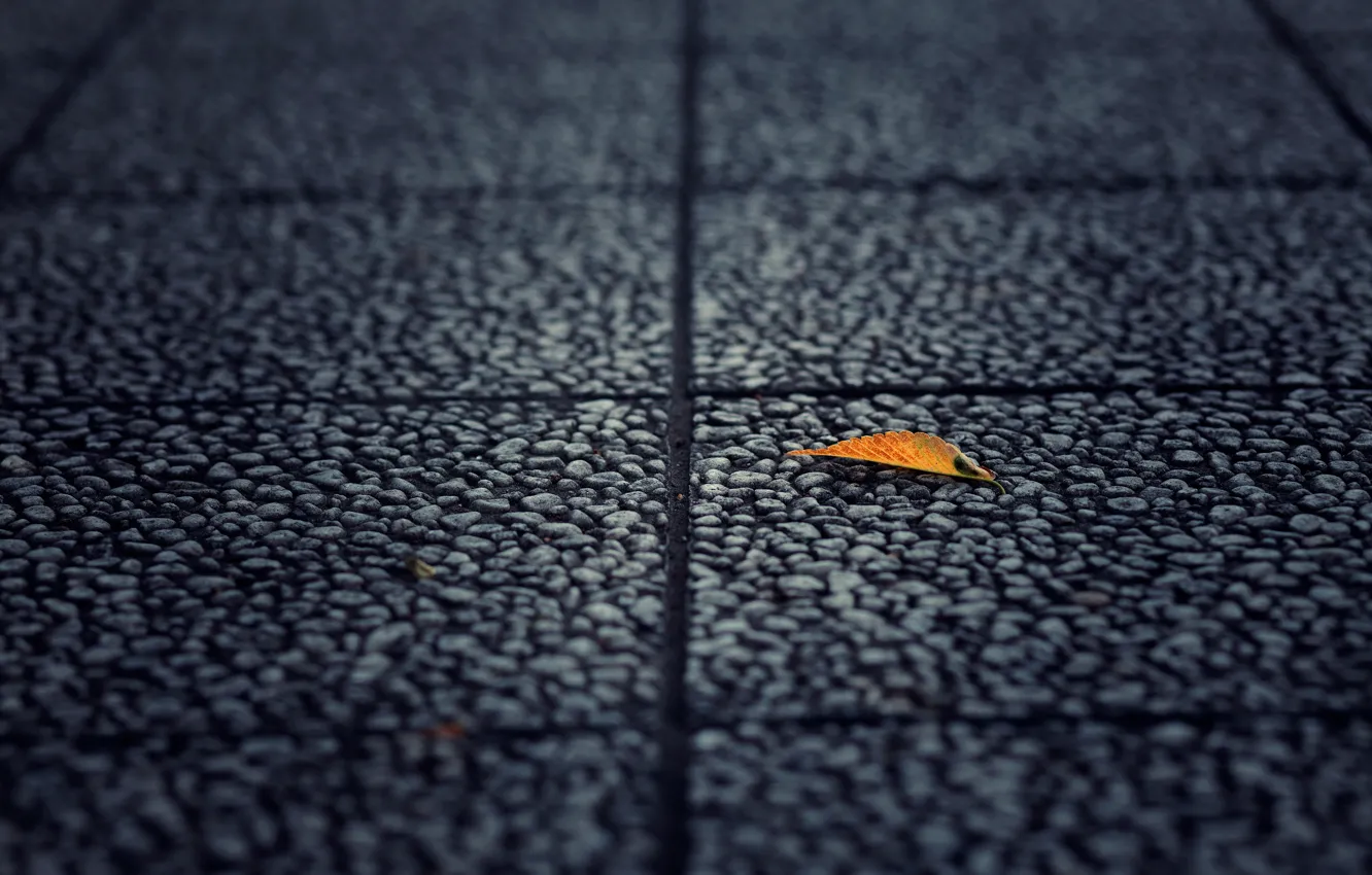 Photo wallpaper asphalt, macro, yellow, background, earth, widescreen, Wallpaper, leaf