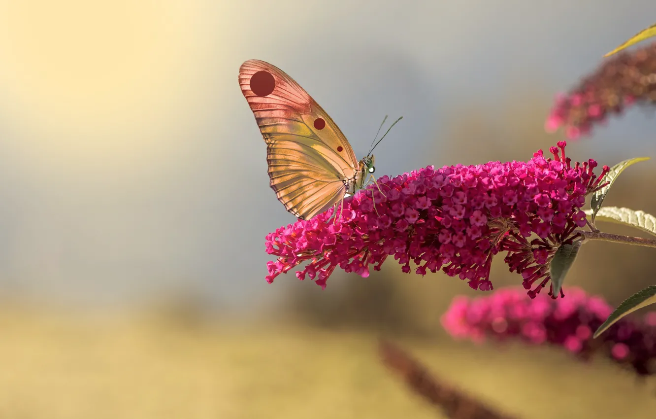 Photo wallpaper summer, macro, flowers, background, butterfly, photoshop, treatment, insect