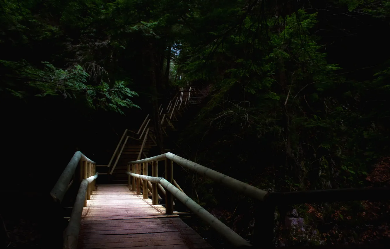 Photo wallpaper bridge, nature, Park