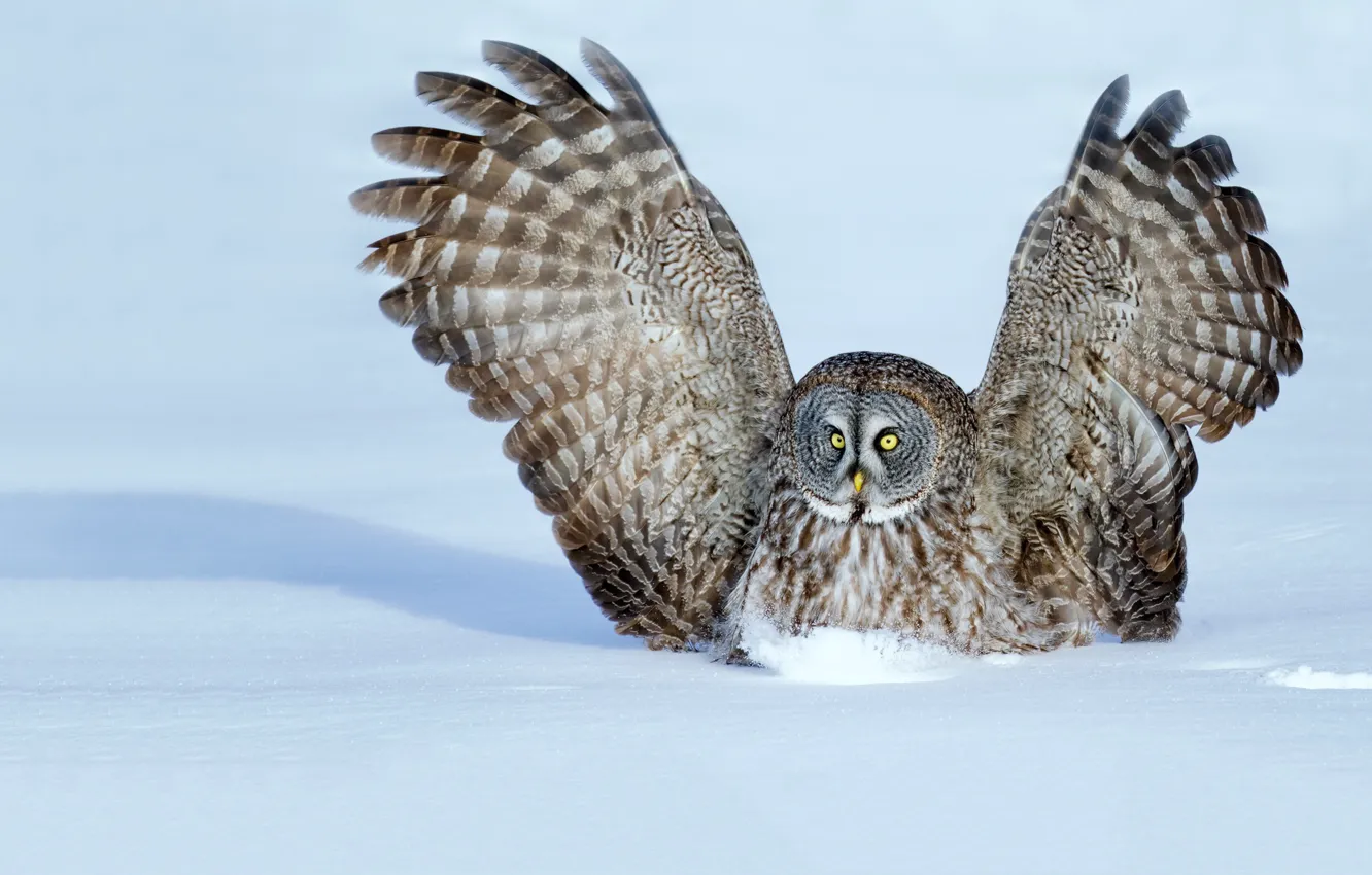 Photo wallpaper winter, snow, nature, owl, bird, wings