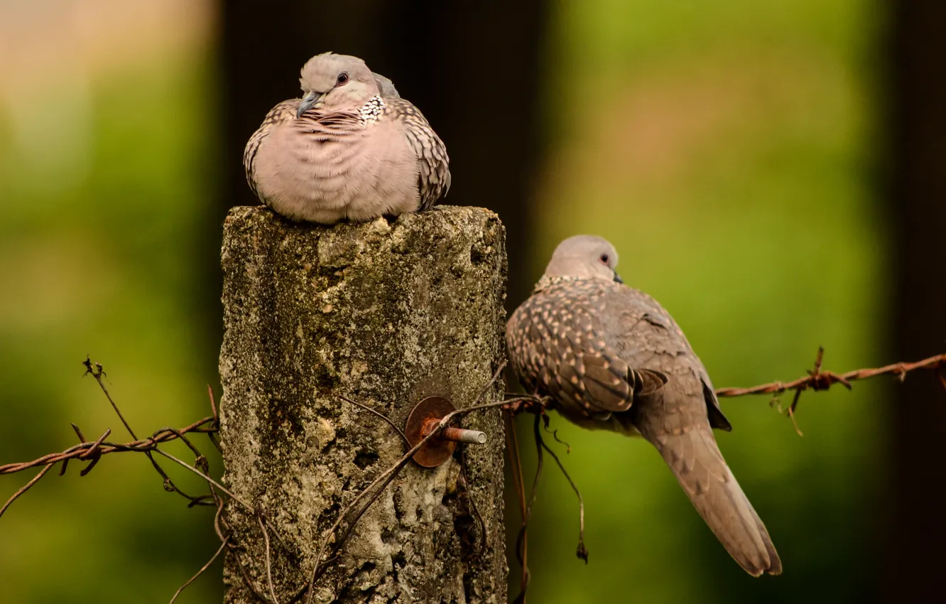 Photo wallpaper bird, wire, pair, pigeons, columns