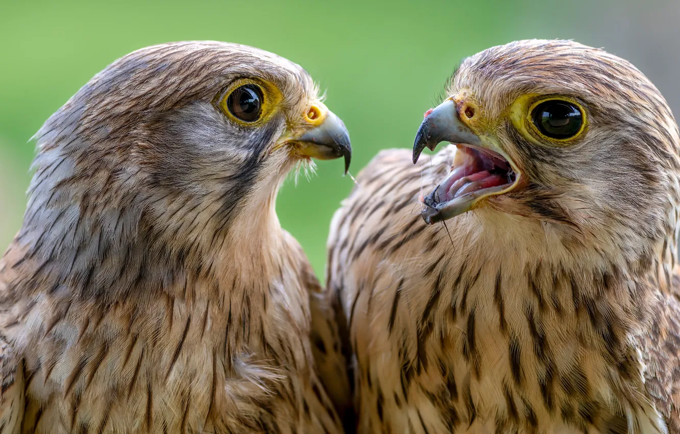 Photo wallpaper look, bird, portrait, pair, Falcon, Duo, two birds, falcons