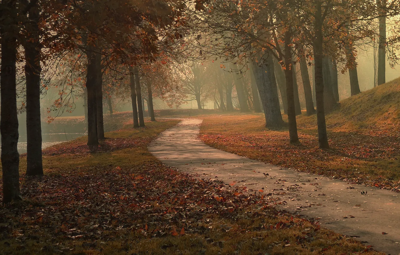 Photo wallpaper autumn, leaves, trees, fog, lake, Park, the way