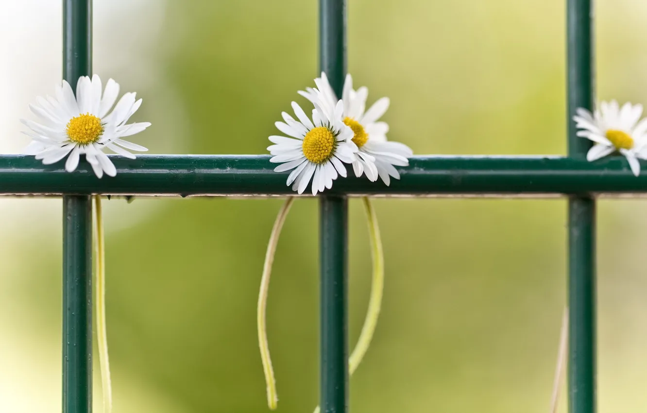 Photo wallpaper macro, the fence, chamomile