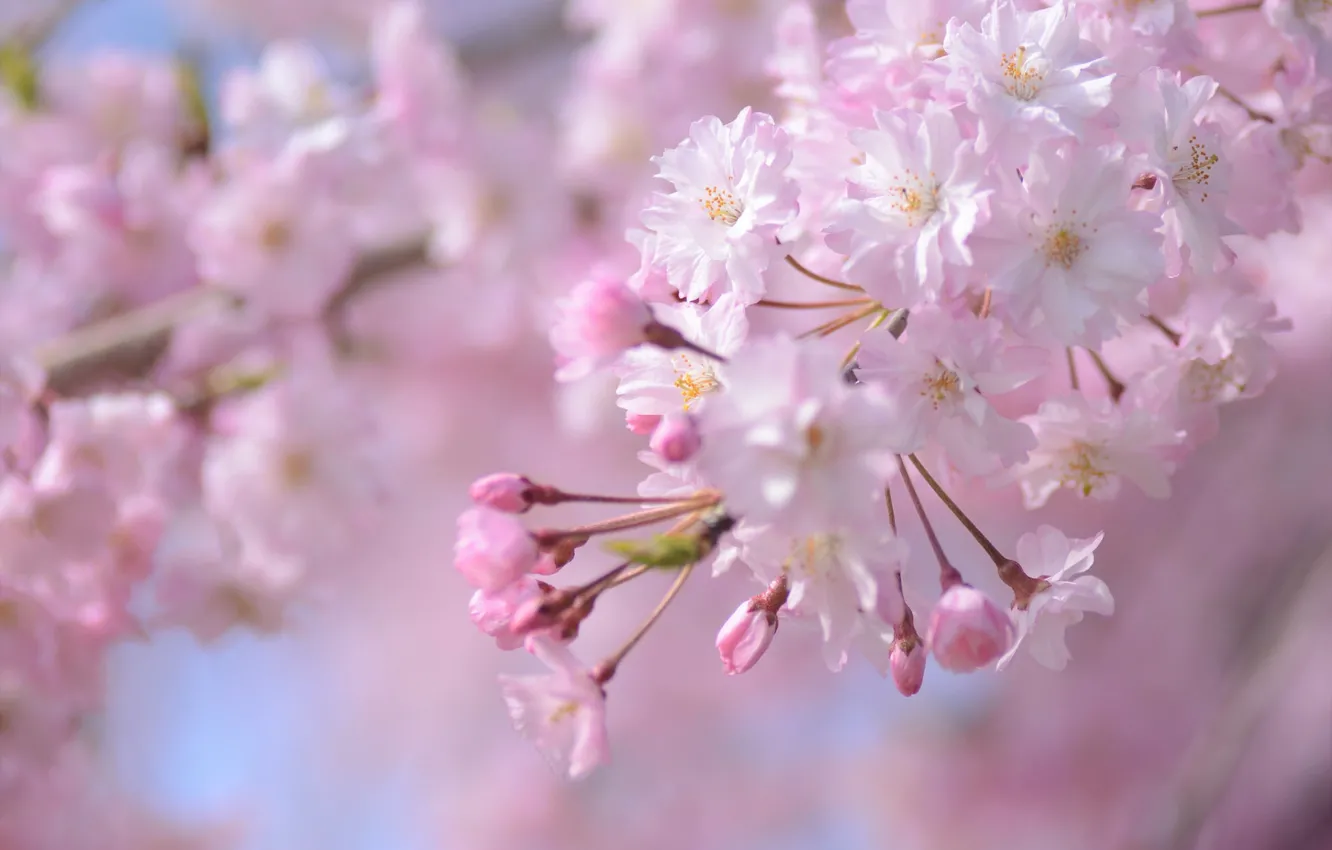 Photo wallpaper pink, branch, spring, Sakura