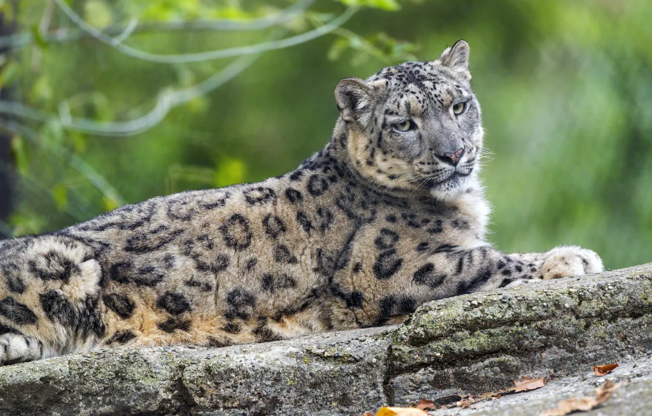 Photo wallpaper lies, IRBIS, snow leopard