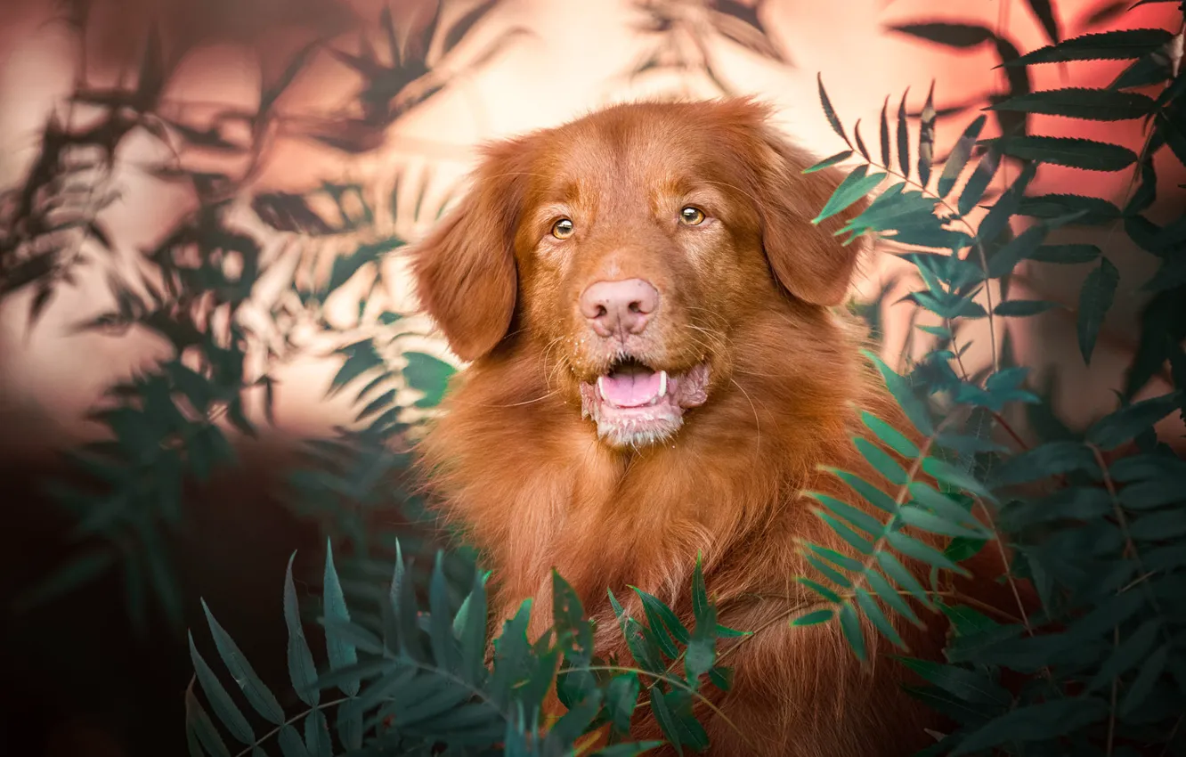 Photo wallpaper language, look, face, leaves, nature, background, portrait, dog