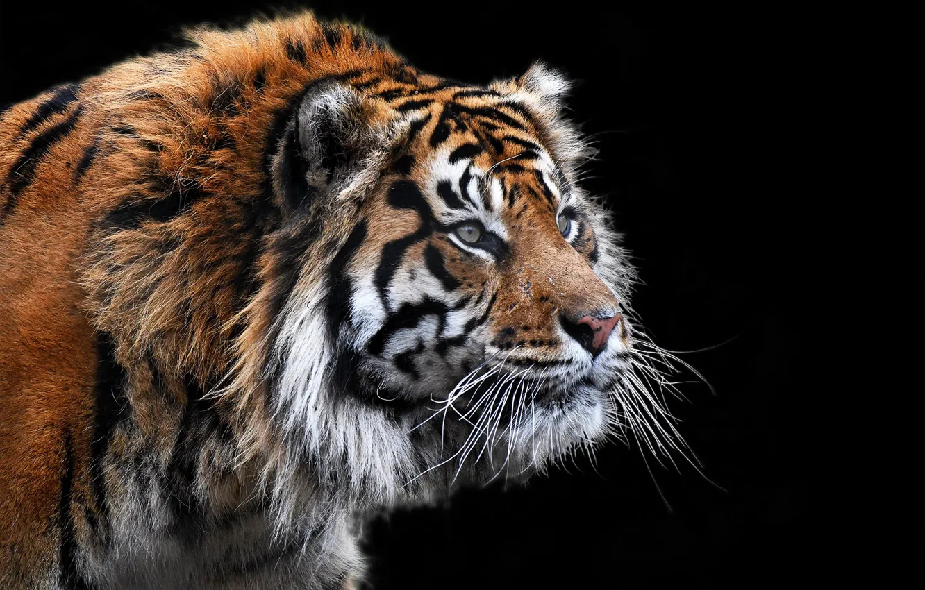 Photo wallpaper tiger, background, beast