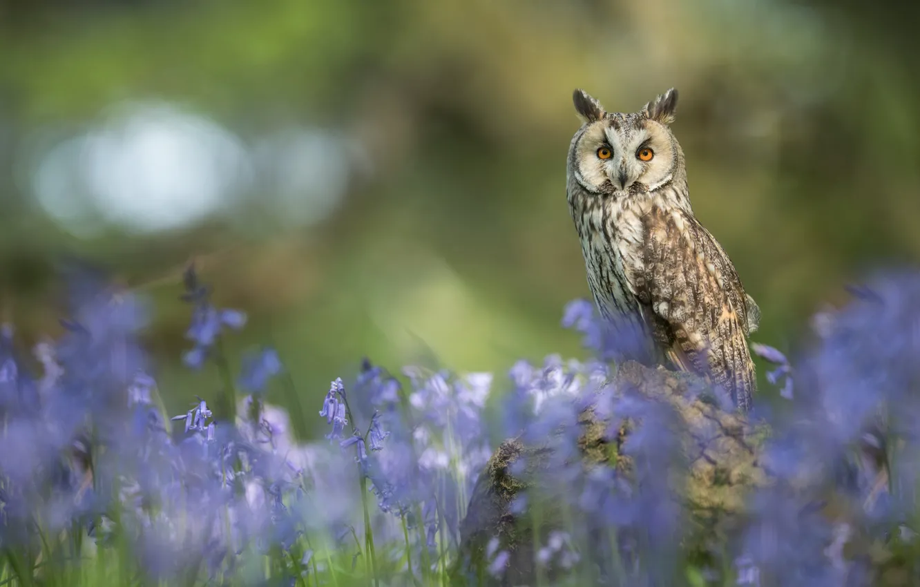 Photo wallpaper flowers, owl, bird, bells, bokeh, Long-eared owl