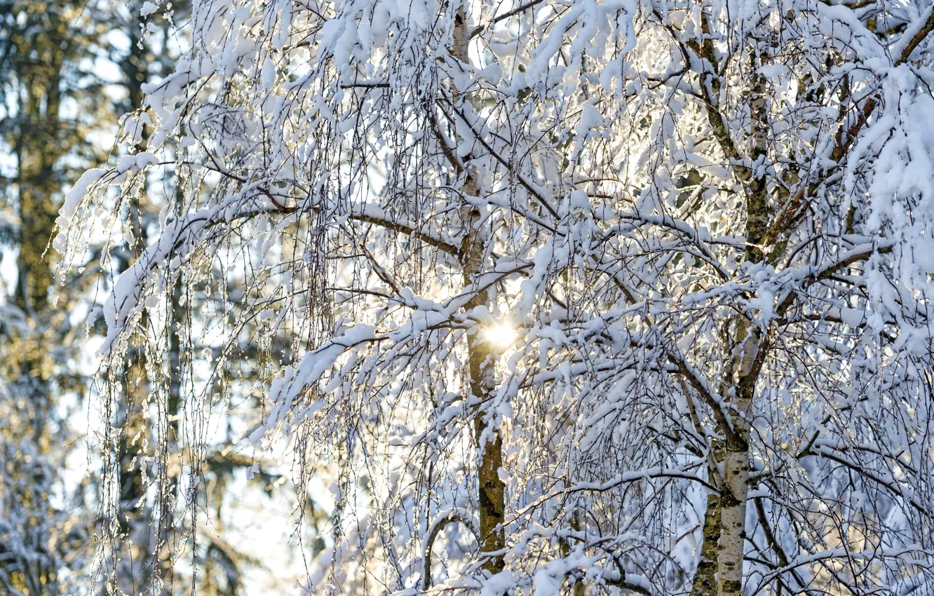 Photo wallpaper winter, the sun, light, snow, trees, branches, birch