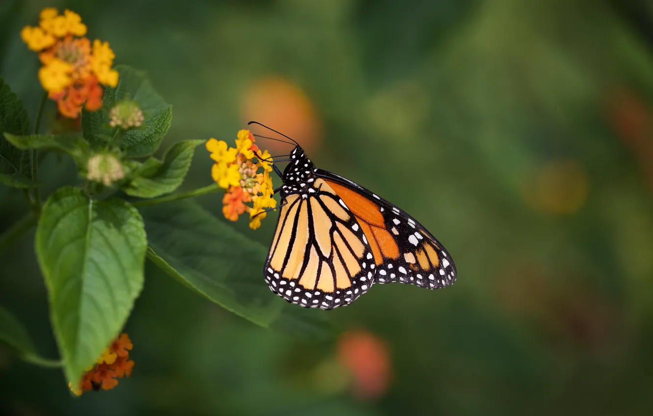 Photo wallpaper macro, butterfly, bokeh