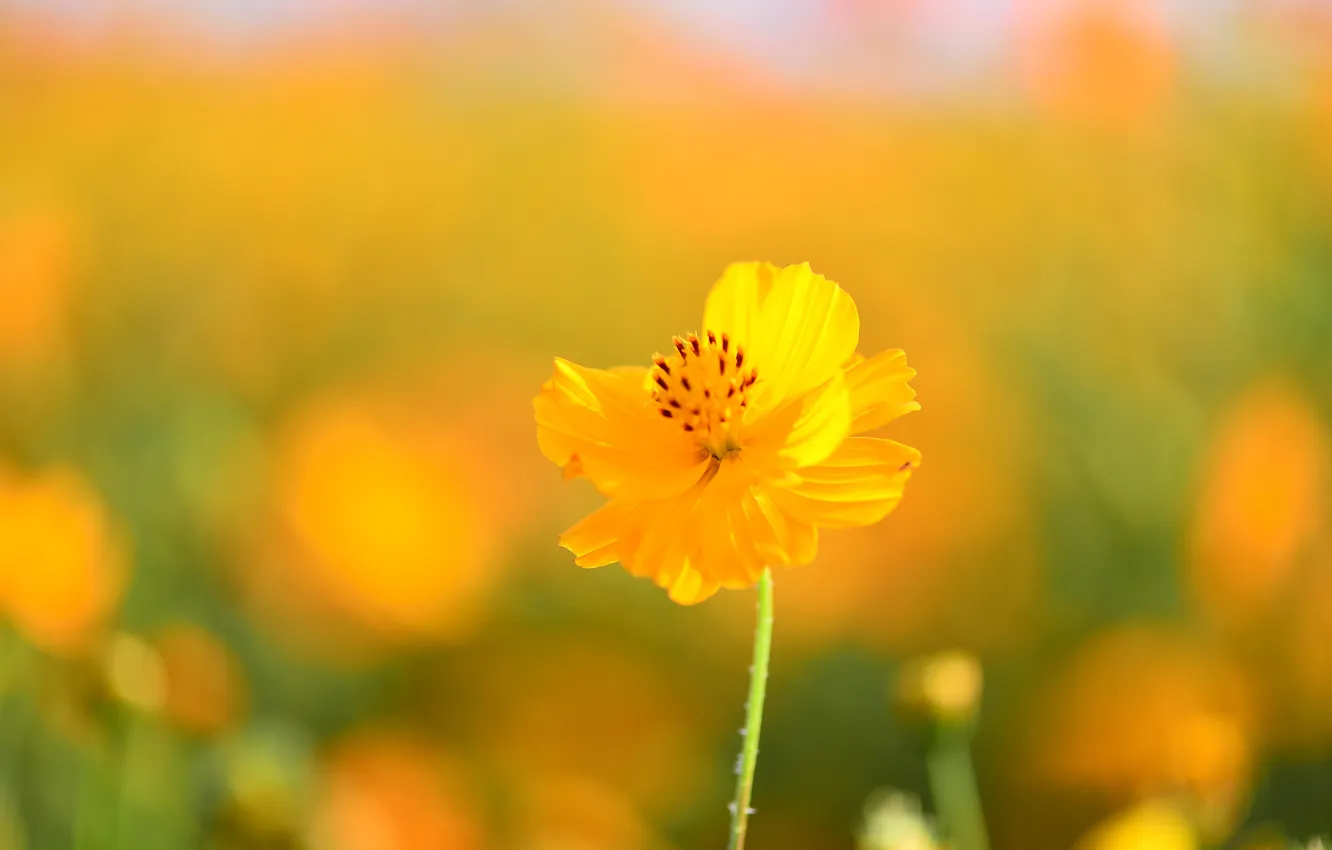 Photo wallpaper flower, yellow, background, kosmeya