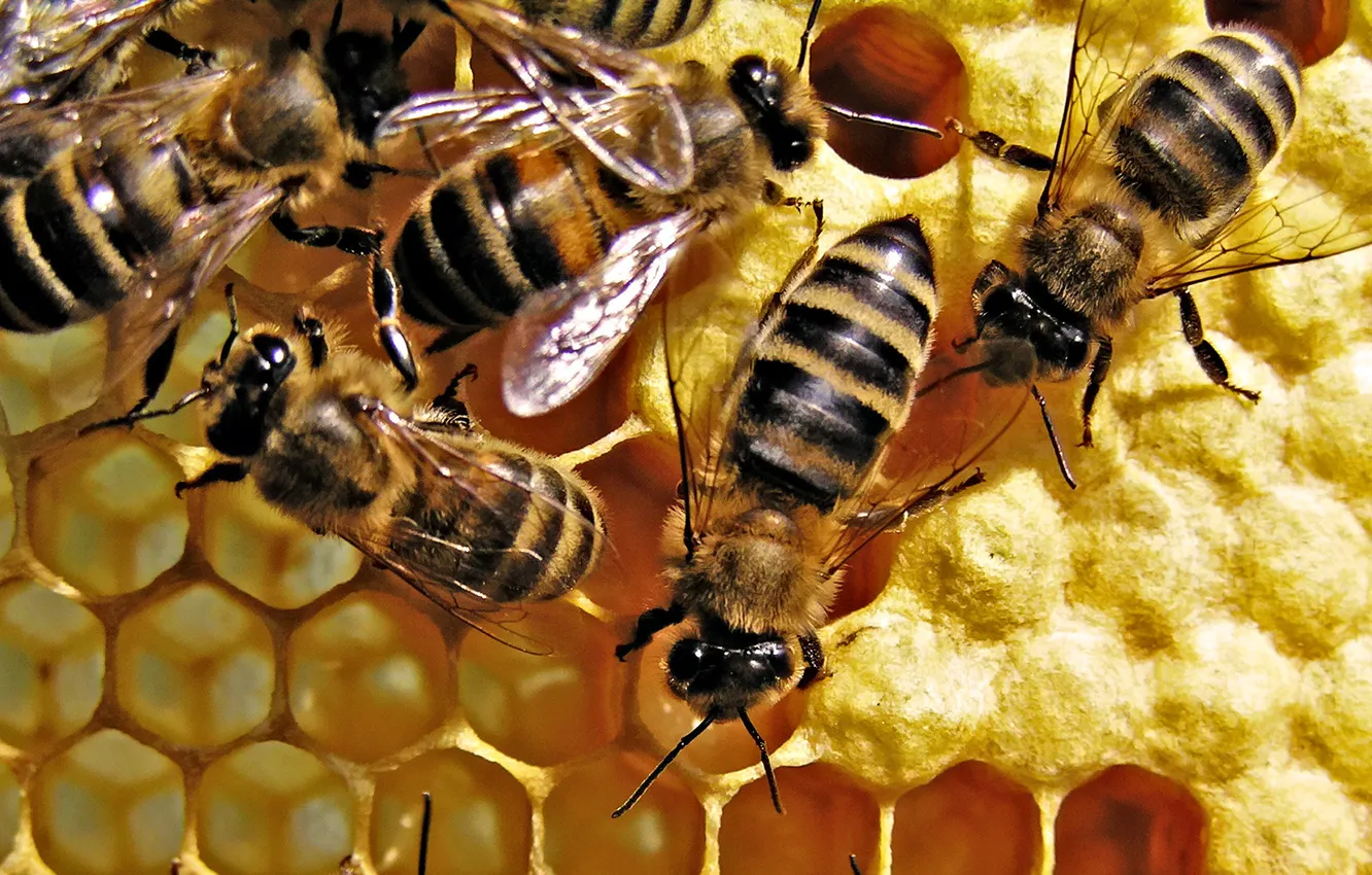 Photo wallpaper INSECTS, CELL, ULY, BEES, HONEY