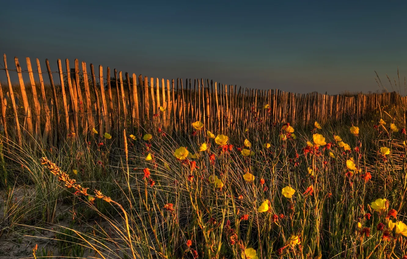 Photo wallpaper beach, springtime in autumn, sanddunes