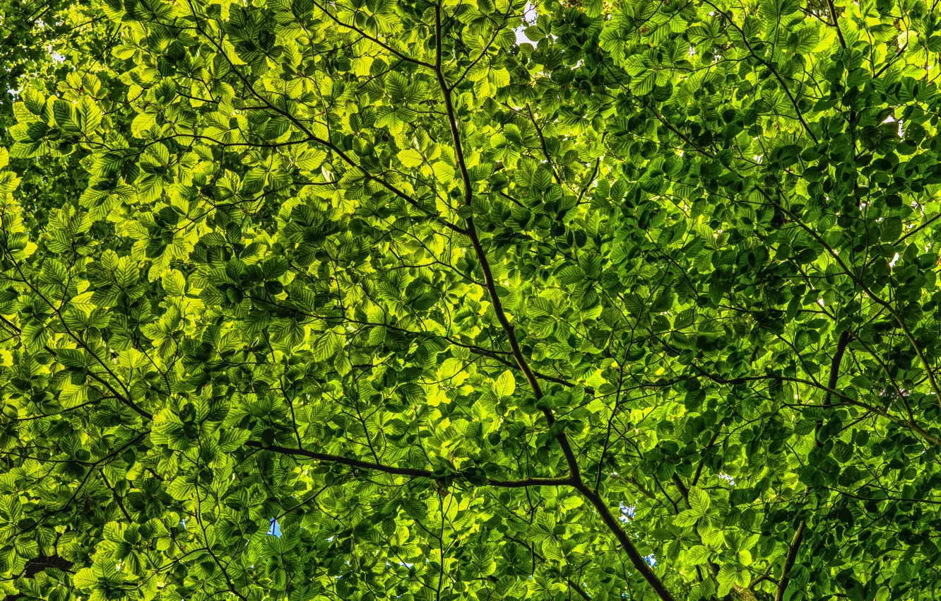 Photo wallpaper summer, leaves, branches, nature, green, green, foliage, leaf