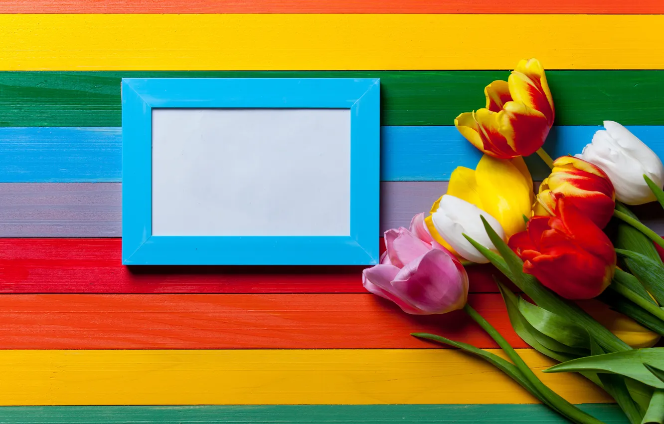 Photo wallpaper flowers, rainbow, colors, colorful, tulips, rainbow, flowers, tulips