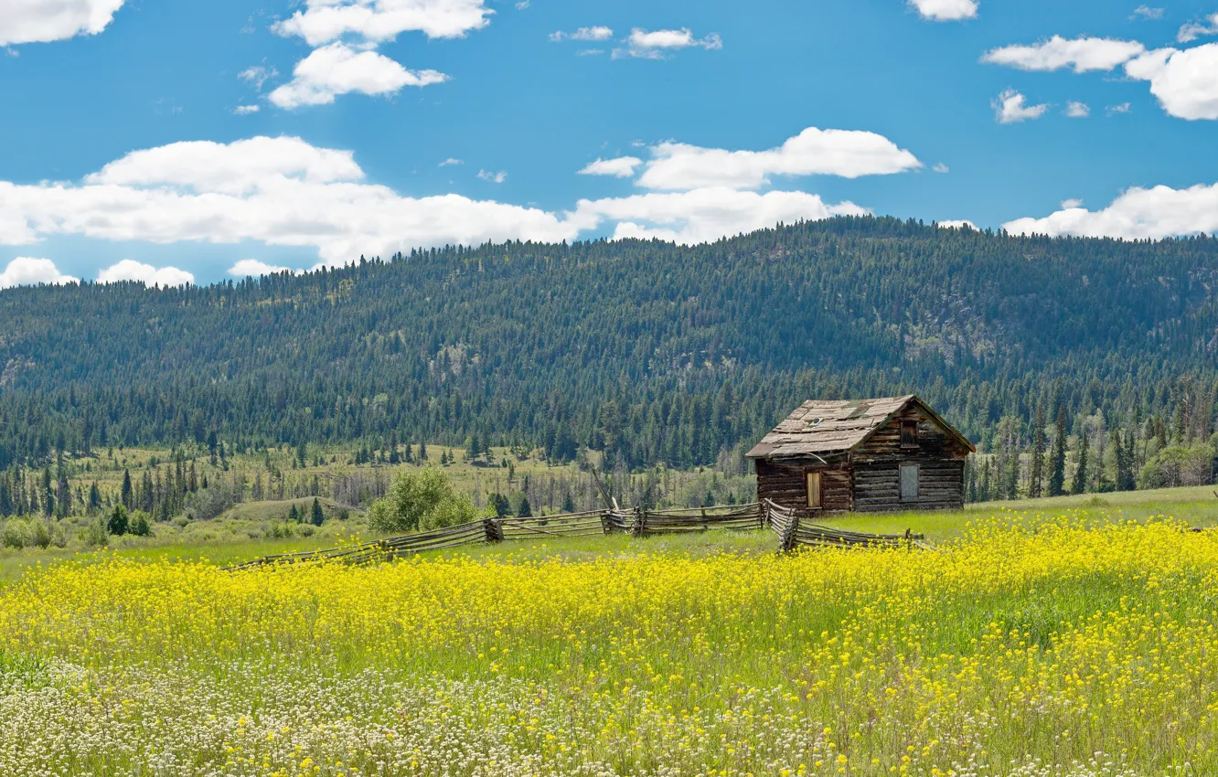 Photo wallpaper field, forest, clouds, flowers, mountains, yellow, comfort, blue