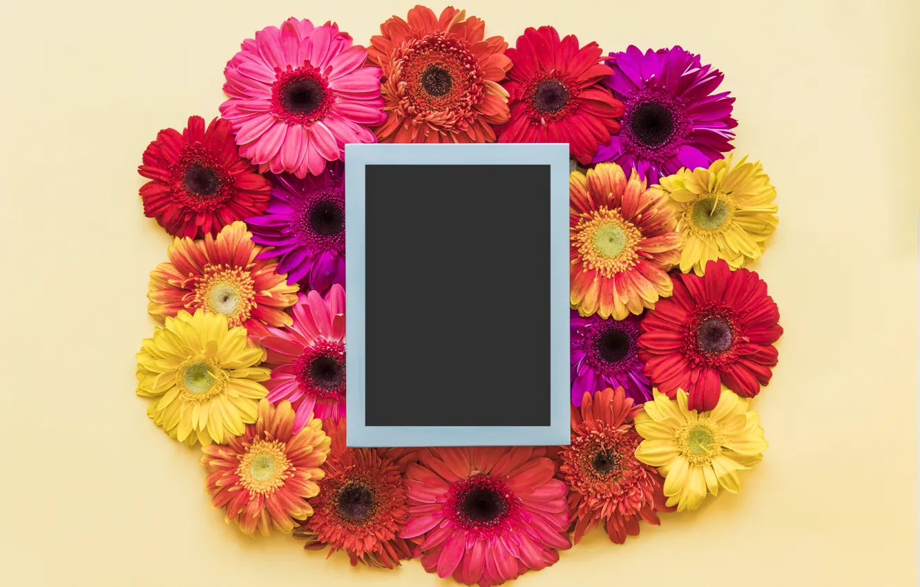Photo wallpaper flowers, spring, frame, colorful, chrysanthemum, flowers, spring, bright