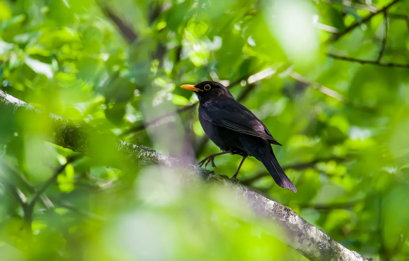Photo wallpaper nature, bird, spring, photohunt, Blackbird