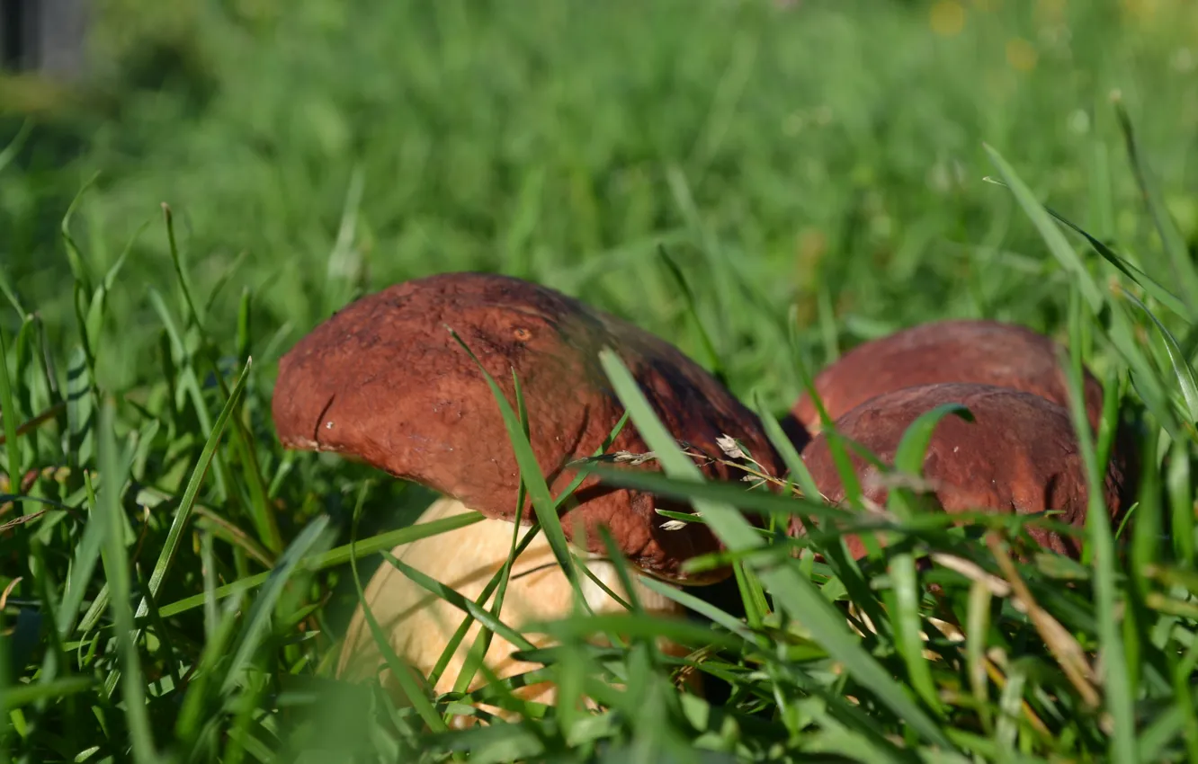 Photo wallpaper grass, the sun, mushrooms, white mushrooms