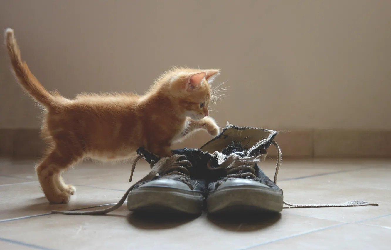 Photo wallpaper sneakers, old, red, kitty