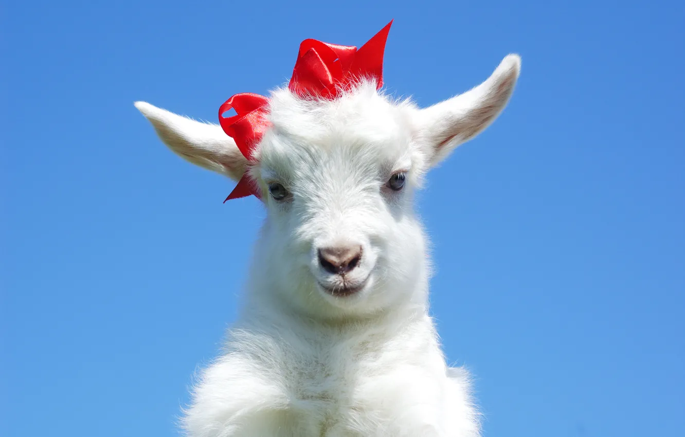 Photo wallpaper bow, goat, goat, goat